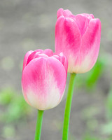 Two Pink Tulips
