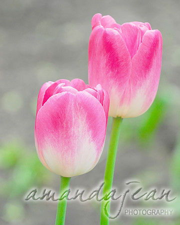 Two Pink Tulips