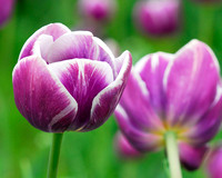 Purple Laced Tulips
