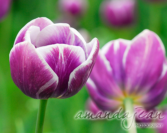 Purple Laced Tulips