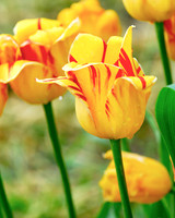 Yellow Tulips