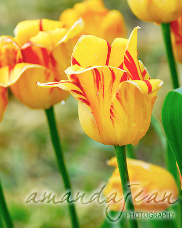Yellow Tulips
