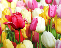 Multicolor Tulips