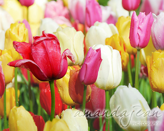 Multicolor Tulips