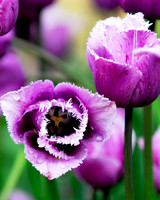 Purple Fringed Tulips