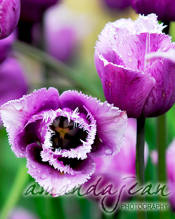 Purple Fringed Tulips