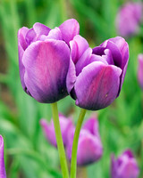 Purple Tulips