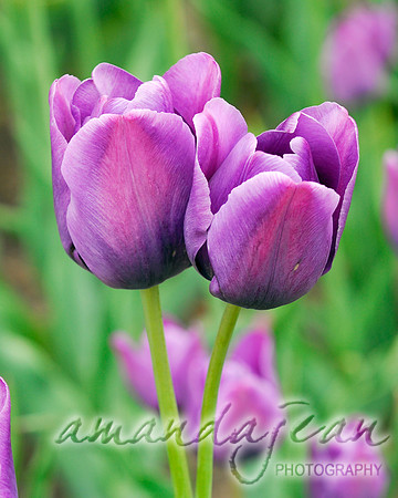 Purple Tulips