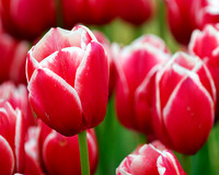 Red Laced Tulips