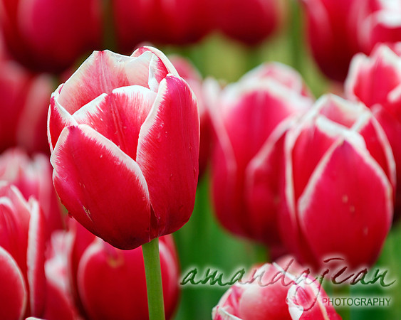Red Laced Tulips