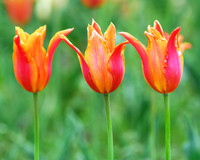 Orange Tulips