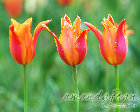 Orange Tulips