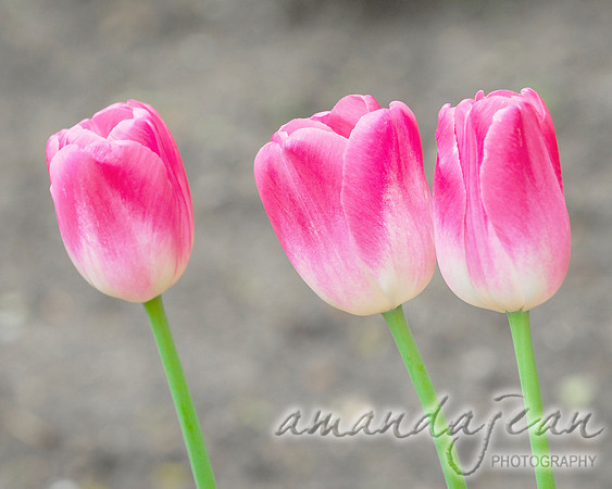 Three Pink Tulips