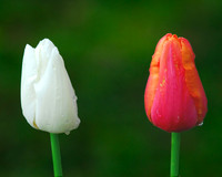 Contrasting Tulips