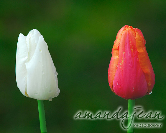 Contrasting Tulips