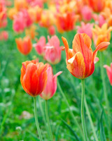 Pink and Orange Tulips