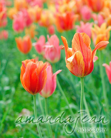 Pink and Orange Tulips